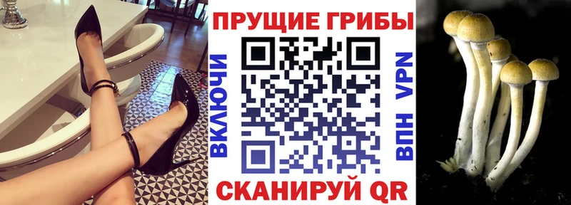 закладки Кореновск Псилоцибиновые грибы Magic Shrooms